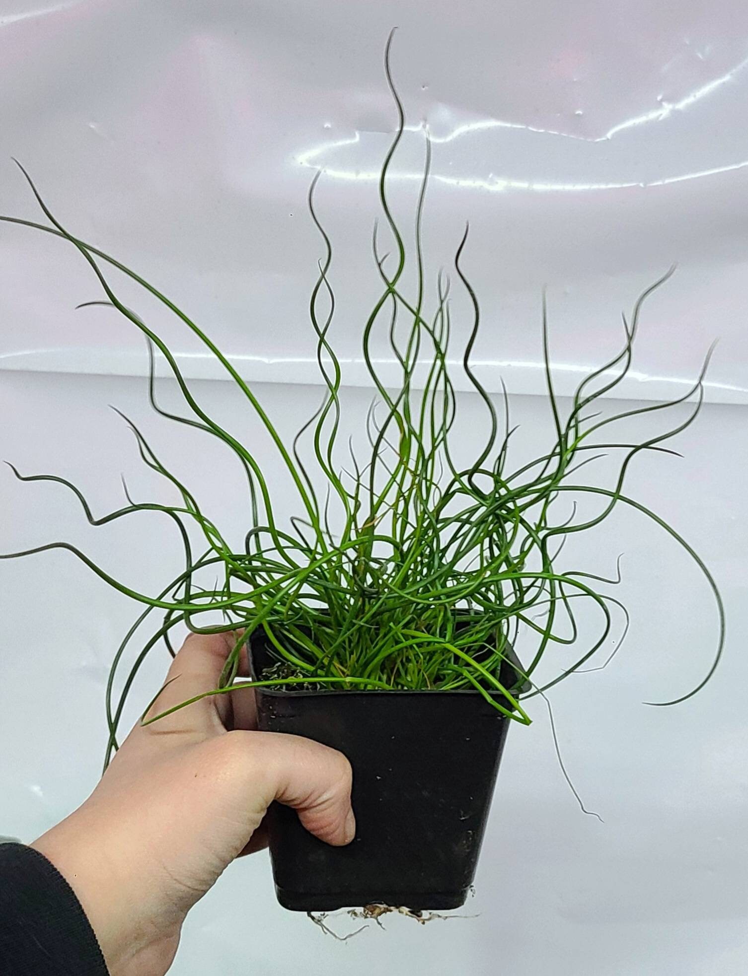 Corkscrew Rush Juncus Effusus 'spiralis' Corkscrew Etsy