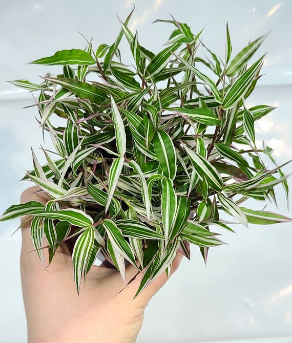 3 Variegated Basket Grass Bridal Veil Variegated Etsy