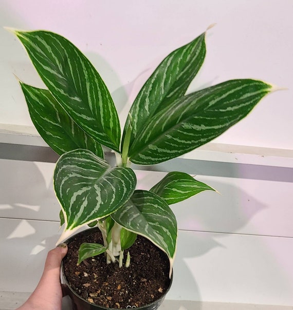 6 Aglaonema White Stem Chinese Evergreen Plant Live - Etsy