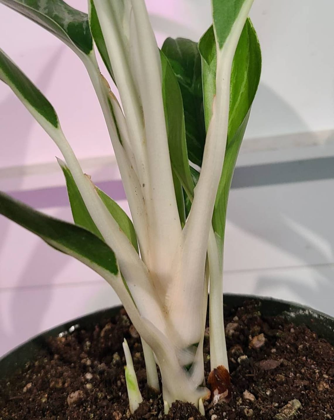 6 Aglaonema White Stem Chinese Evergreen Plant Live House Etsy