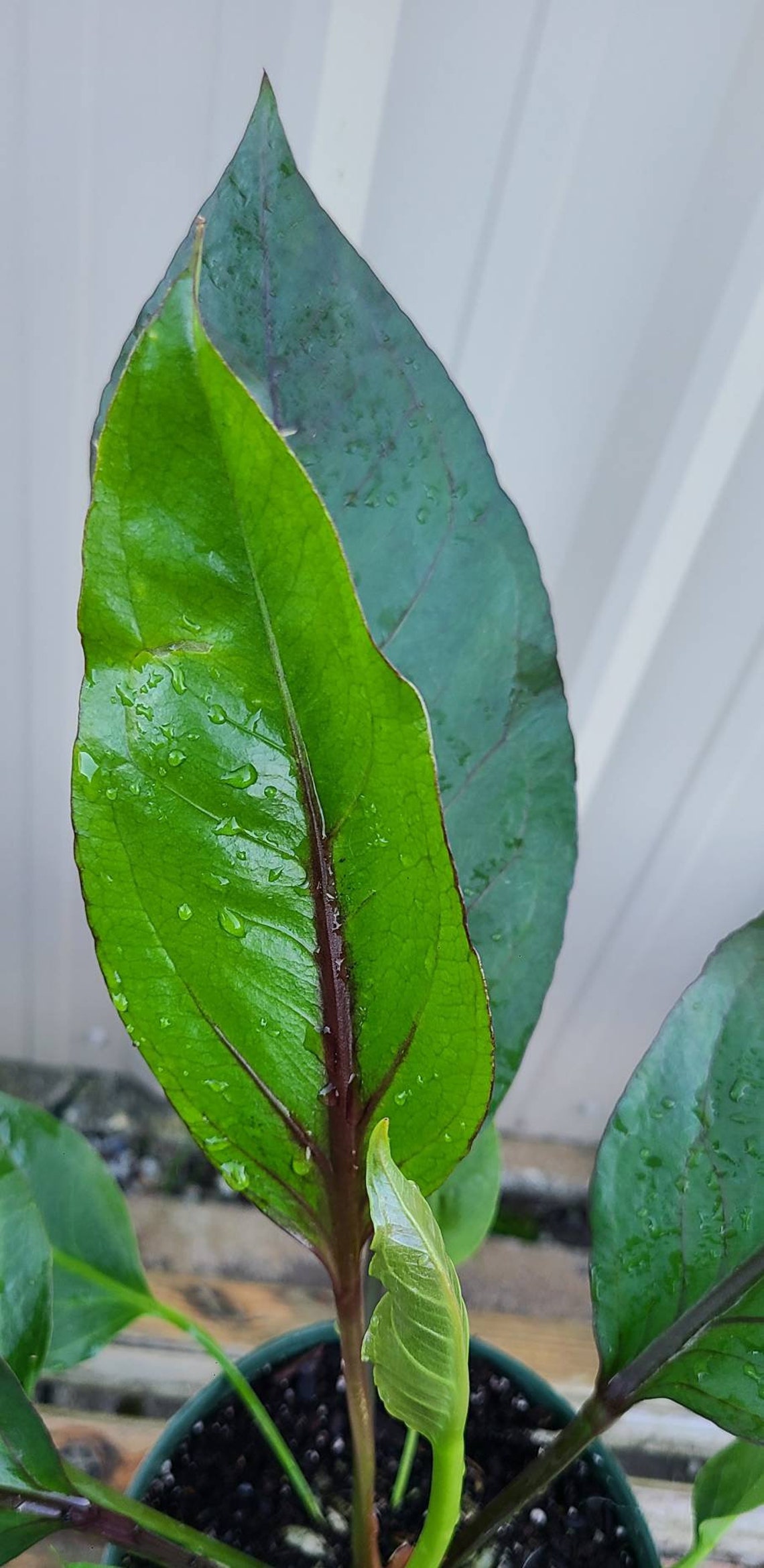 6 Anthurium Water Dragon Pachyneurium 'big Red Etsy