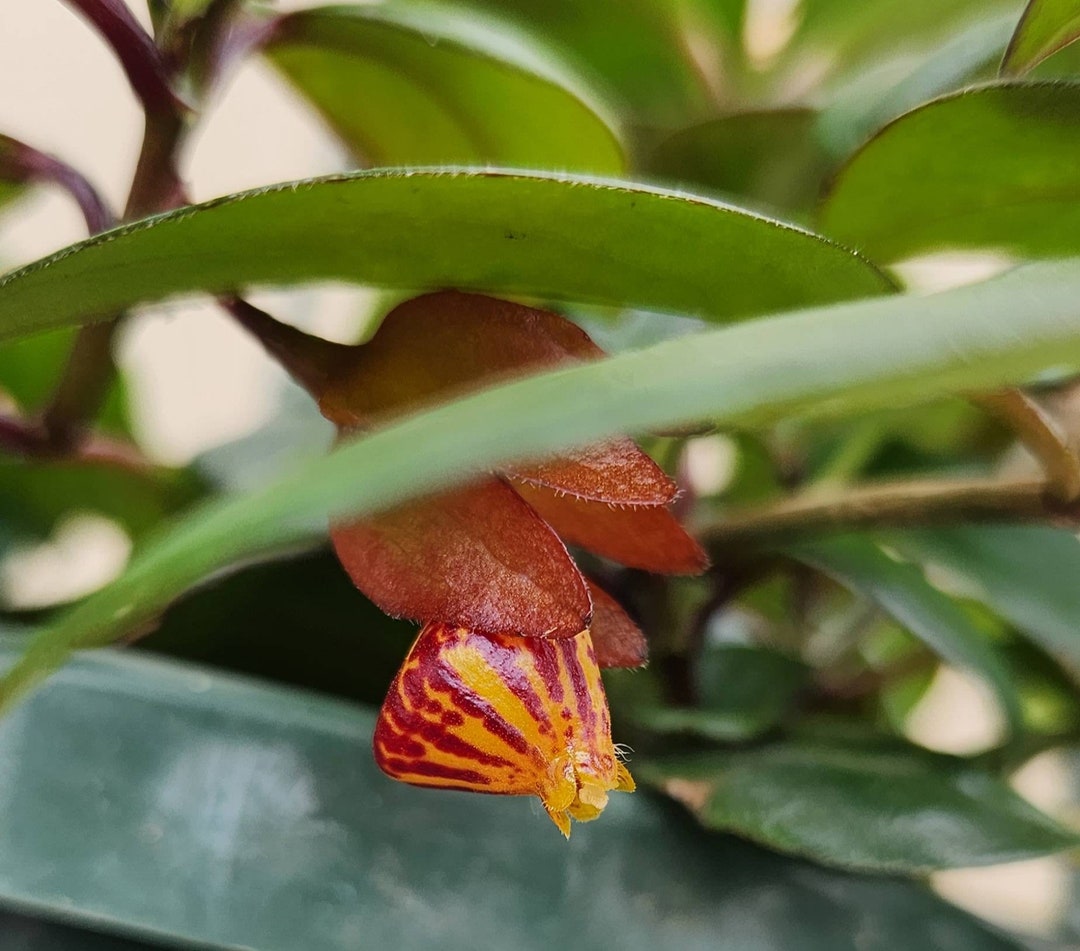 6 Tropicana Goldfish Plant Hanging Basket Nematanthus Etsy