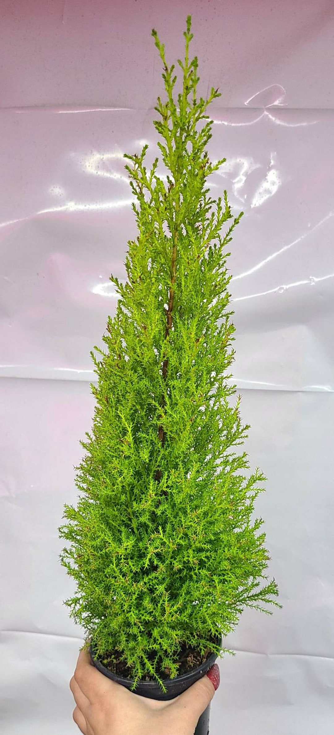 4 Lemon Cypress Tree 'wilma Goldcrest' ABOUT Etsy