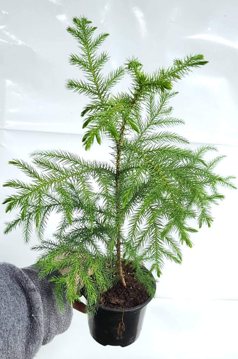 4 Norfolk Island Pine Live Easy Care House Plant Indoor Etsy