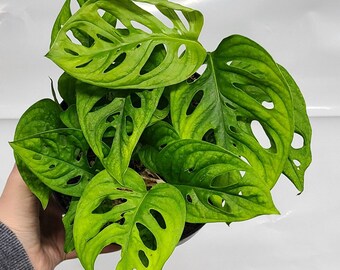 Monstera Adansonii Wide Form | Etsy