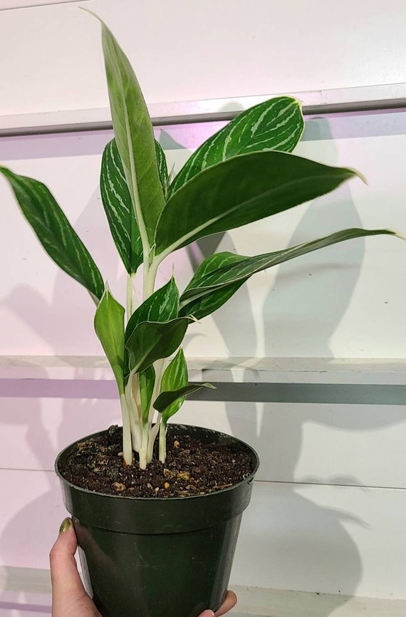 Extremely Rare Aglaonema Frozen House Plant Aroid Tropical Indoor Outdoor DHL Express Free