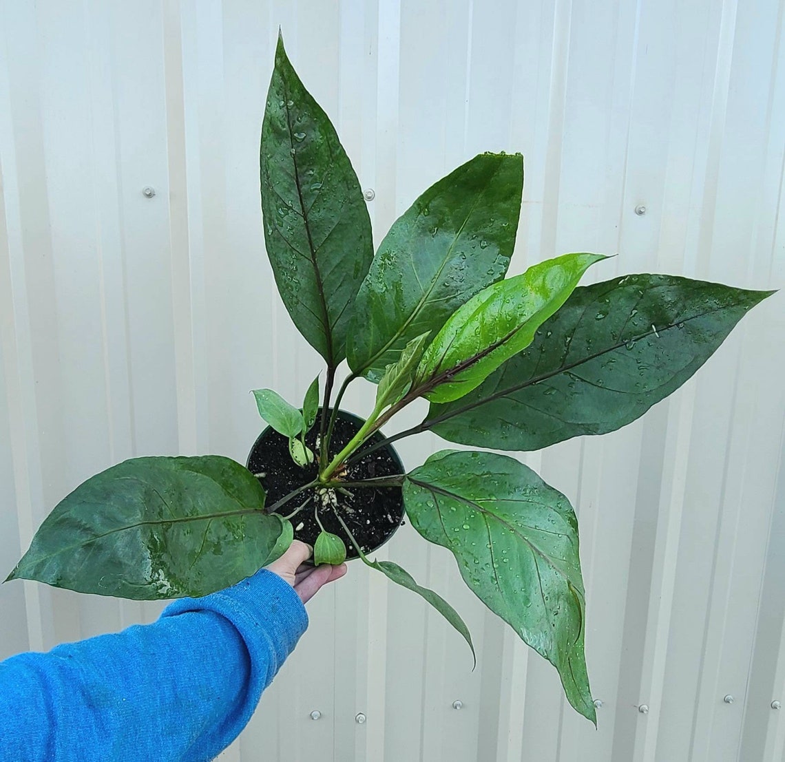 6 Anthurium Water Dragon Pachyneurium 'big Red Etsy