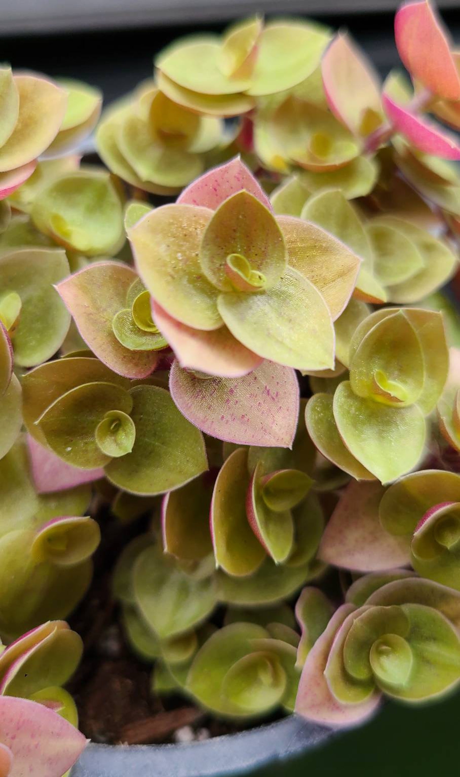 4 Callisia Repens Gold Turtle Vine Etsy