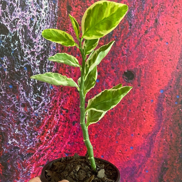 Variegated Devil’s Backbone Plant - Euphorbia tithymaloides - Pedilanthus tithymaloides - Starter Plant
