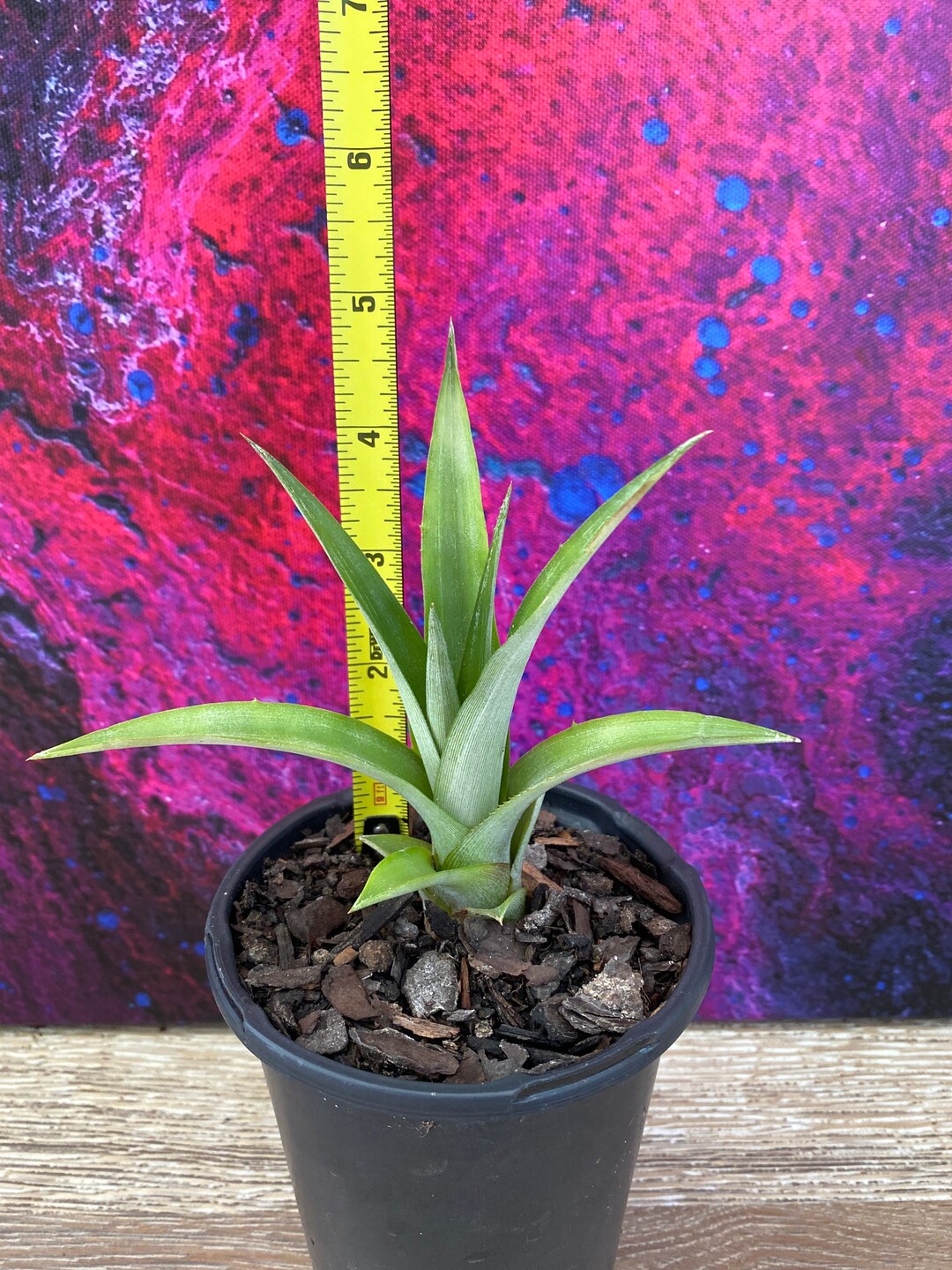Pineapple Fruit Starter Plant pup Etsy