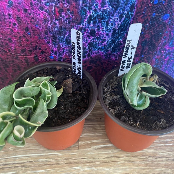 Variegated Hindu Rope Hoya - Etsy