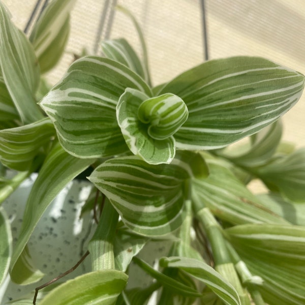 Tradescantia albiflora “albovittata” - Wandering Jew Plant - Giant White Inch Plant - Rooted Starter Plants