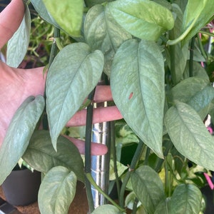 Cebu Blue Pothos - Epipremnum pinnatum Cebu Blue - Rooted Starter Plants