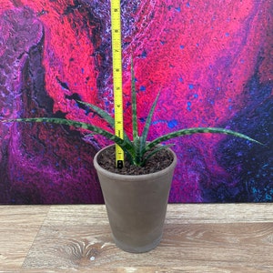 Fernwood Mikado Sansevieria - Snake Plant