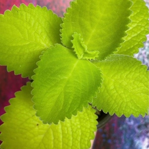 Cuban Oregano Plant - Mexican Mint - Starter Plant - Cooking Spice