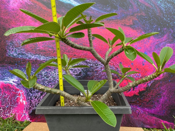 Dwarf Singapore Pink Plumeria - True Dwarf Plant - Etsy Dwarf Singapore Pink Plumeria - True Dwarf Plant - Etsy