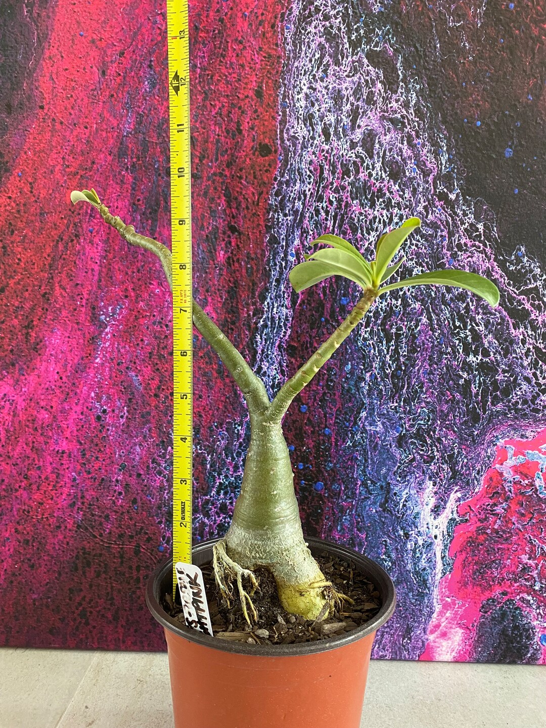 Adenium Obesum Rose Graines Adenium Obesum Black Swamp - Rose Du Désert - Lot De 3 Une Rose Désert