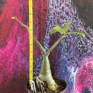 Desert Rose Plant - Adenium obesum - Light Pink Single Bloom