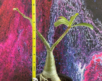 Desert Rose Plant - Adenium obesum - Light Pink Single Bloom