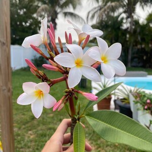 Jungle Jack Plumeria - Etsy