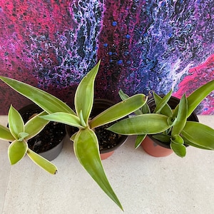 Agave Desmettiana ‘Variegata’ Starter Plants - Variegated Succulent Plant - Agave Starter Plant