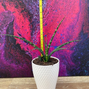 Fernwood Mikado Sansevieria - Snake Plant