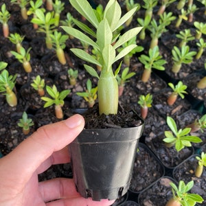 Desert Rose Seedlings - Adenium obesum Seedlings