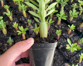 Desert Rose Seedlings - Adenium obesum Seedlings
