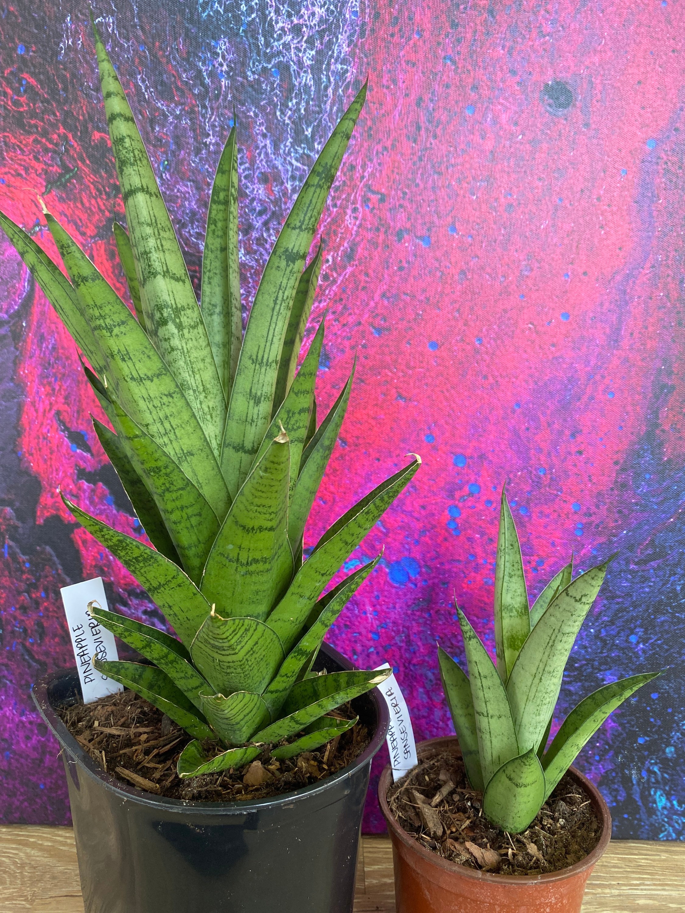 strelitzia augusta winterhart Strelitzia augusta XXL – 210 cm main image 1