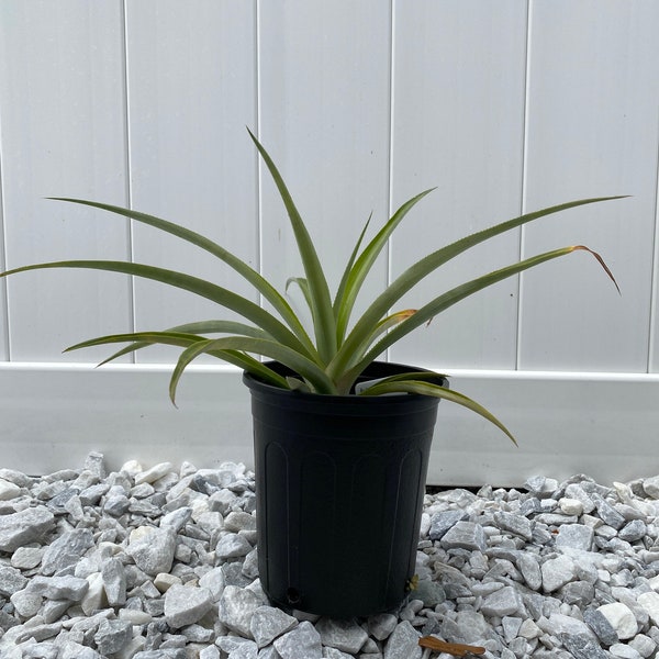 Pineapple Fruit Plant