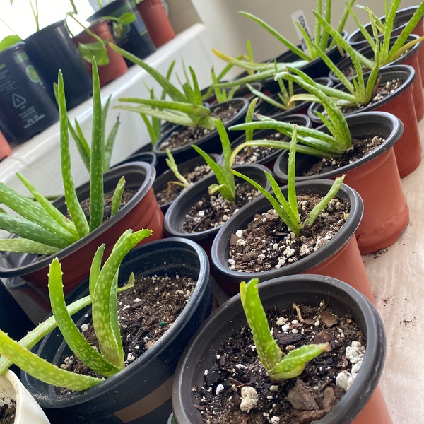 2 for 1!! - Aloe barbadensis Plants - Aloe Vera Plants