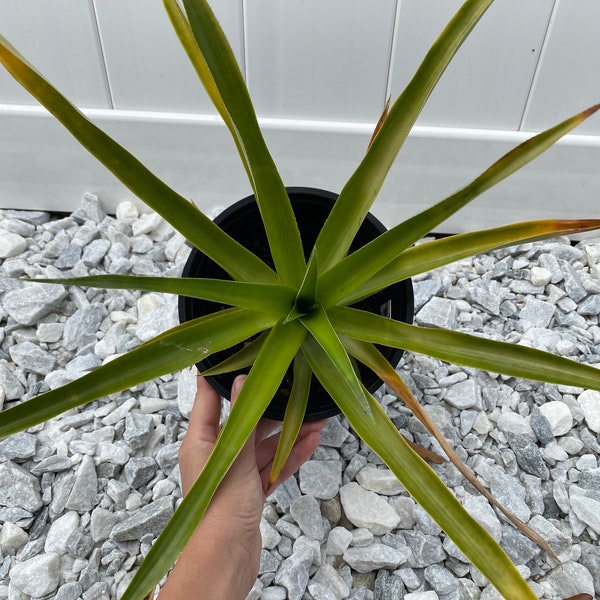 Pineapple Fruit Plant