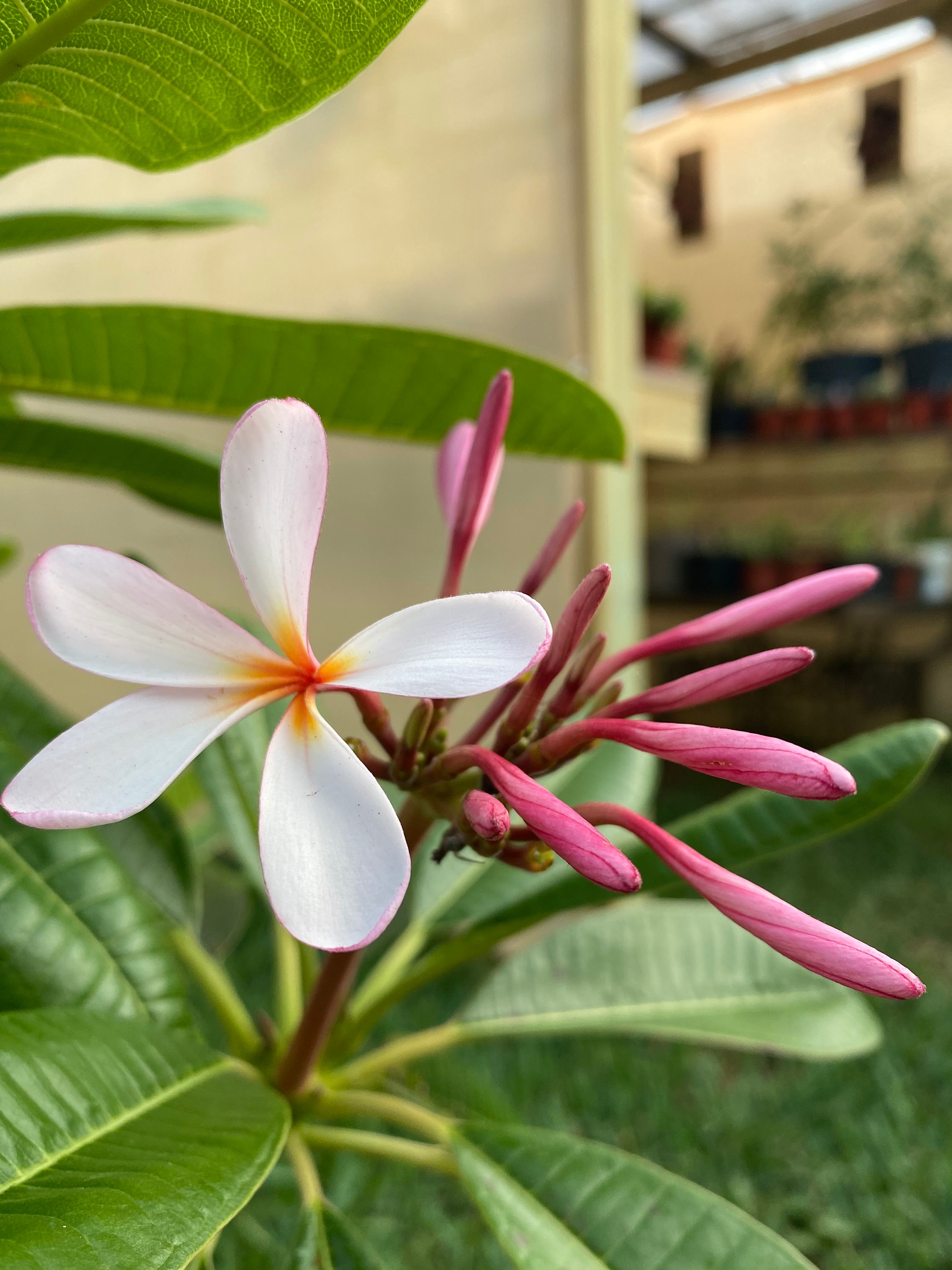 Dwarf Singapore Pink Plumeria - True Dwarf Plant - Etsy Dwarf Singapore Pink Plumeria - True Dwarf Plant - Etsy