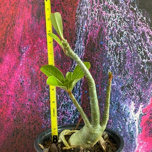 Desert Rose Plant - Adenium obesum - Red Single Bloom