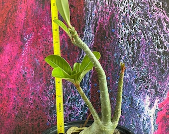 DL42 X BKK 1 Aka Pearl Adenium Obesum Grafted Plant 
