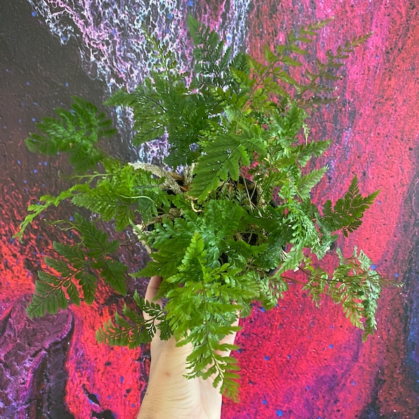 Rabbit Foot Fern - Etsy