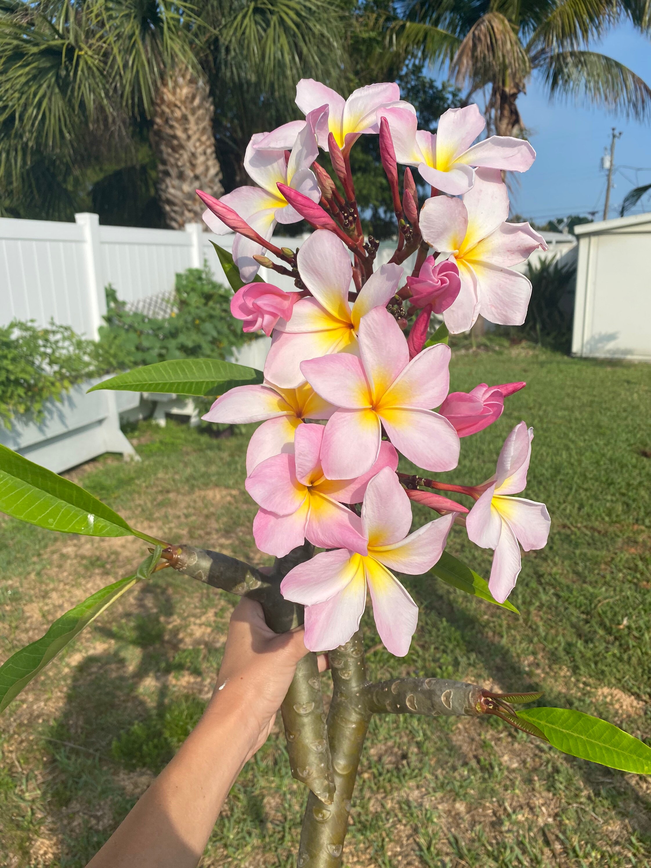 Plumeria cuttings with buds Light pink Etsy