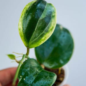 Hoya &#39;Little Plu&#39; (Hoya quinquenervia albomarginata) croissant