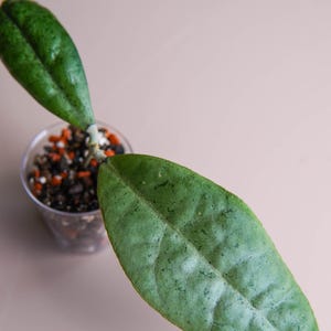 Hoya Forbesii Argenté