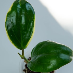 Hoya &#39;Little Plu&#39; (Hoya quinquenervia albomarginata) croissant