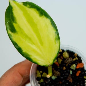 Hoya merrillii inner variegata (radicata)