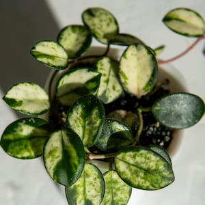 Può includere: Primo piano di una pianta di Hoya carnosa 'Tricolor' in un vaso bianco. La pianta presenta foglie rotonde e variegate con sfumature di verde e bianco crema. Le foglie sono disposte in modo fitto, creando una trama visivamente accattivante.