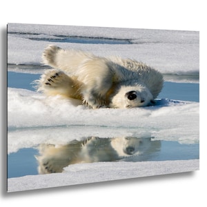 Arctic Polar Bear Reflection Photo: Svalbard Wildlife Art