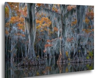 Impresión de ciprés calvo del lago Caddo: Fotografía de Autumn Bayou