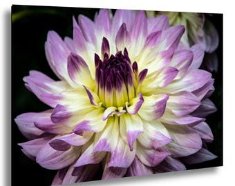 紫のダリアの花のプリント：植物園の写真