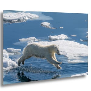Polar Bear Jump Photo: Arctic Wildlife Fine Art Print