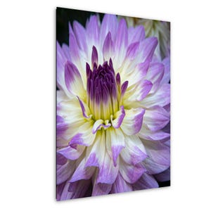Lila Dahlie Blumendruck, Dahlie Wand Kunst Fotografie, Botanischer Garten Blumen Foto, Nahaufnahme Blumenkunst, Dahlie Wand dekor