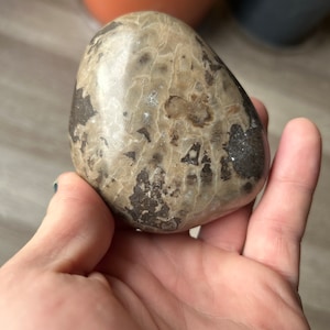 Michigan Petoskey Stone ~ Hand-Polished Coral Fossil