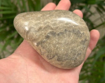 Petoskey Stein ~ Handpolierter MIchigan Fossil Coral Palm Stone