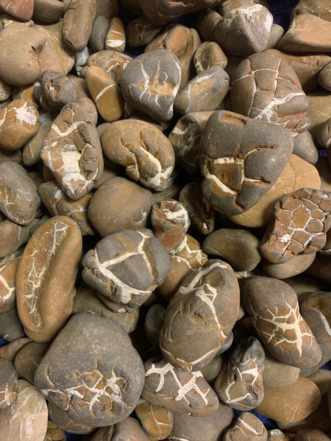 Michigan Lightning Stones Septarian Nodules Fossil Mud Cracks 4 for 20